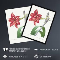 "Artery8 Brazilian Amaryllis Flower Redoute Vintage Wall Art Print Poster in White - Size: W12"" x H16""" - thumbnail 2