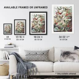 Artery8 Kolibri Birds Hummingbird Species Haeckel Framed Wall Art Print - Size: A4 - thumbnail 3