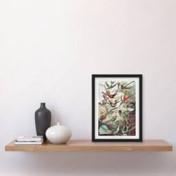 Artery8 Kolibri Birds Hummingbird Species Haeckel Framed Wall Art Print - Size: A4 - thumbnail 4