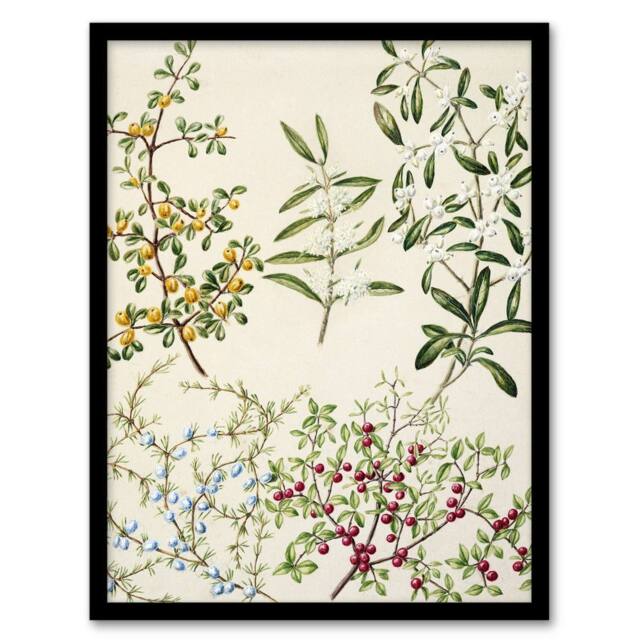 Artery8 New Zealand Coprosma Acerosa Coastal Plant Featon Framed Art Print in Beige - Size: A4 - image 1