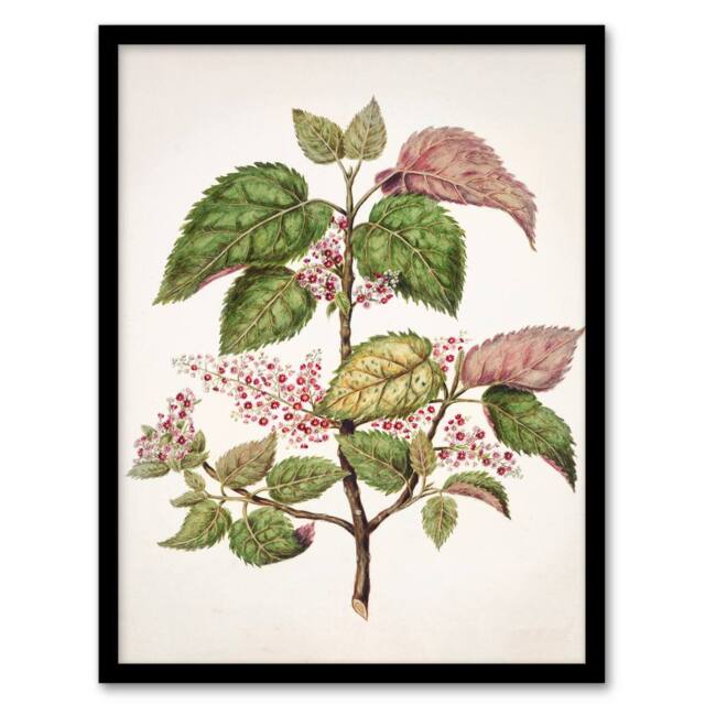 Artery8 Sarah Featon Framed Wall Art New Zealand Makomako Flowering Plant in Beige - Size: A4 - image 1