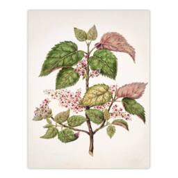 Artery8 Sarah Featon Framed Wall Art New Zealand Makomako Flowering Plant in Beige - Size: A4 - thumbnail 3