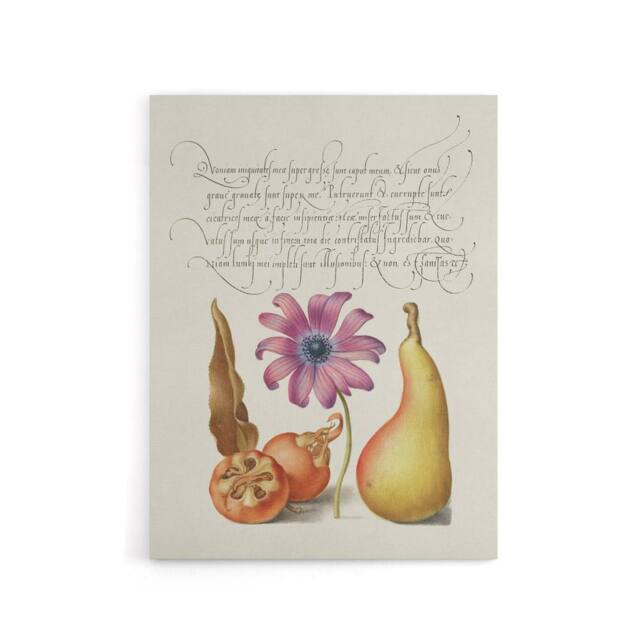 "Artery8 Medlar Poppy Anemone & Pear Calligraphy Canvas Wall Art Print in White - Size: W12"" x H16""" - image 1