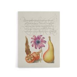 "Artery8 Medlar Poppy Anemone & Pear Calligraphy Canvas Wall Art Print in White - Size: W12"" x H16""" - thumbnail 1