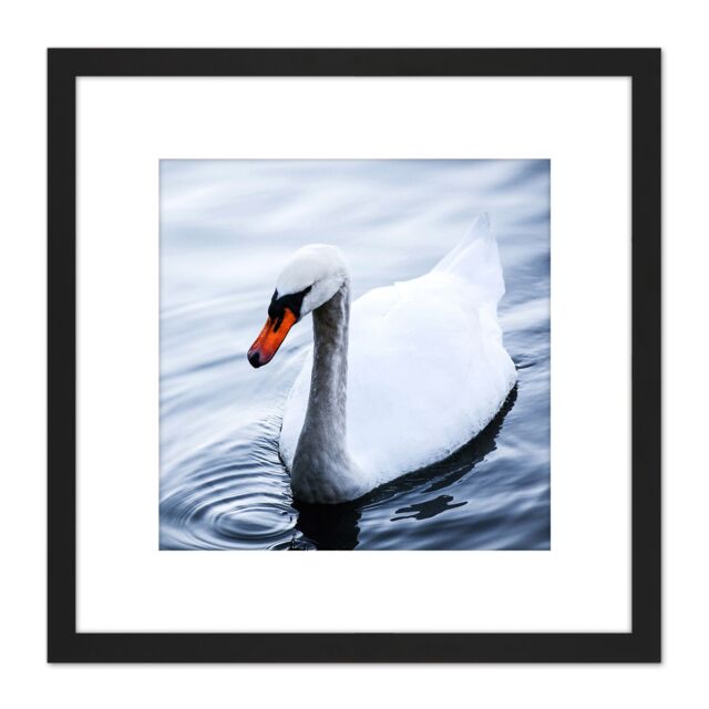 Artery8 Feifei Mute Swan Lake Bird Photo 8X8 Inch Square Wooden Framed Wall Art Print Picture with Mount in Black - image 1