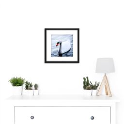 Artery8 Feifei Mute Swan Lake Bird Photo 8X8 Inch Square Wooden Framed Wall Art Print Picture with Mount in Black - thumbnail 2