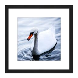 Artery8 Feifei Mute Swan Lake Bird Photo 8X8 Inch Square Wooden Framed Wall Art Print Picture with Mount in Black - thumbnail 1