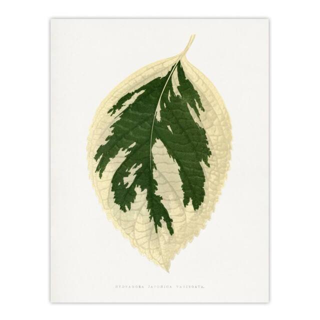 "Artery8 AF Lydon B Fawcett Hydrangea Japonica Variegata Leaf Wall Art Print in White - Size: W12"" x H16""" - image 1