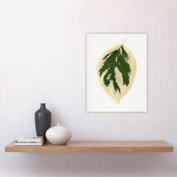 "Artery8 AF Lydon B Fawcett Hydrangea Japonica Variegata Leaf Wall Art Print in White - Size: W12"" x H16""" - thumbnail 4