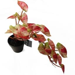 Leaf 35cm Artificial Hanging Trailing Plant Pink Splash Caladium - thumbnail 4