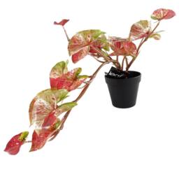 Leaf 35cm Artificial Hanging Trailing Plant Pink Splash Caladium - thumbnail 3