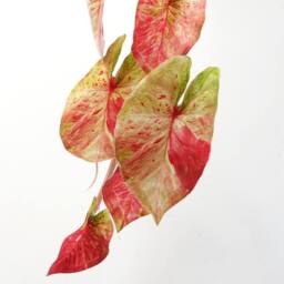 Leaf 35cm Artificial Hanging Trailing Plant Pink Splash Caladium - thumbnail 5
