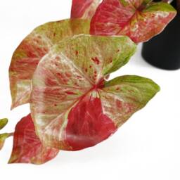 Leaf 35cm Artificial Hanging Trailing Plant Pink Splash Caladium - thumbnail 2