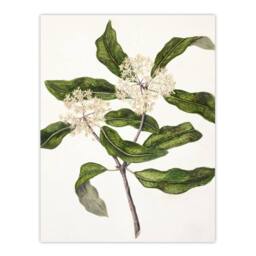 "Artery8 New Zealand Tarata Lemonwood Plant Featon Wall Art Poster Print in Beige - Size: W12"" x H16""" - thumbnail 1