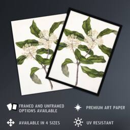 "Artery8 New Zealand Tarata Lemonwood Plant Featon Wall Art Poster Print in Beige - Size: W12"" x H16""" - thumbnail 2