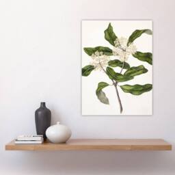"Artery8 New Zealand Tarata Lemonwood Plant Featon Wall Art Poster Print in Beige - Size: W12"" x H16""" - thumbnail 4
