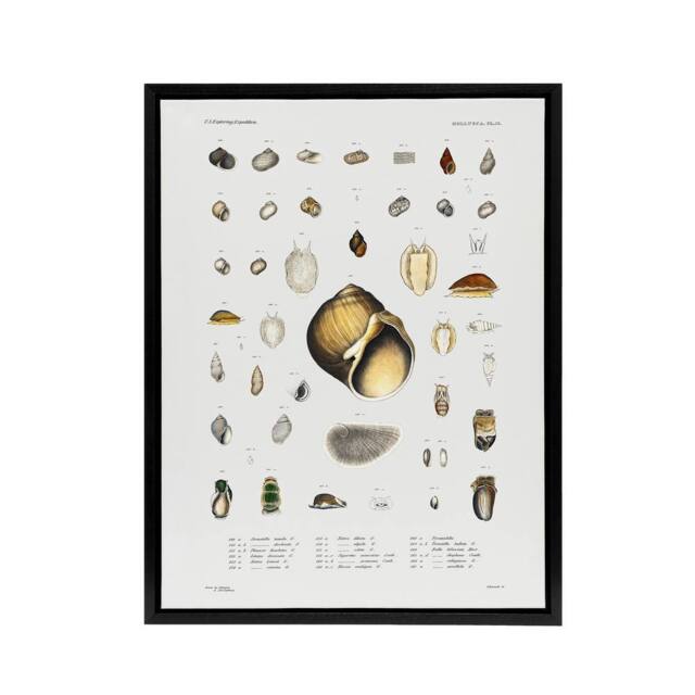 "Artery8 Sea snail varieties set Augustus Gould Framed Canvas Wall Art Print in White - Size: W12"" x H16""" - image 1
