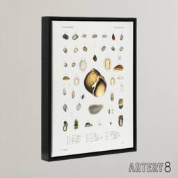 "Artery8 Sea snail varieties set Augustus Gould Framed Canvas Wall Art Print in White - Size: W12"" x H16""" - thumbnail 2