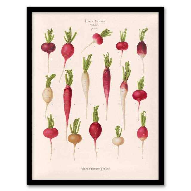 "Artery8 Radishes from Album Benary Ernst Benary Framed Wall Art Print in White - Size: W12"" x H16""" - image 1