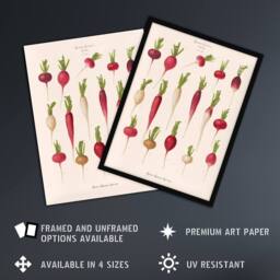 "Artery8 Radishes from Album Benary Ernst Benary Framed Wall Art Print in White - Size: W12"" x H16""" - thumbnail 2