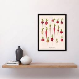 "Artery8 Radishes from Album Benary Ernst Benary Framed Wall Art Print in White - Size: W12"" x H16""" - thumbnail 4
