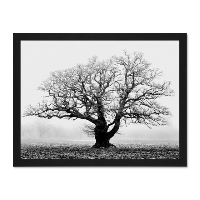 "Artery8 Wall Art Print Old Oak Tree Black White Mist Fog Photo Art Large Framed Wall Décor Art - Size: W18"" x H24""" - image 1