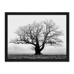"Artery8 Wall Art Print Old Oak Tree Black White Mist Fog Photo Art Large Framed Wall Décor Art - Size: W18"" x H24""" - thumbnail 1