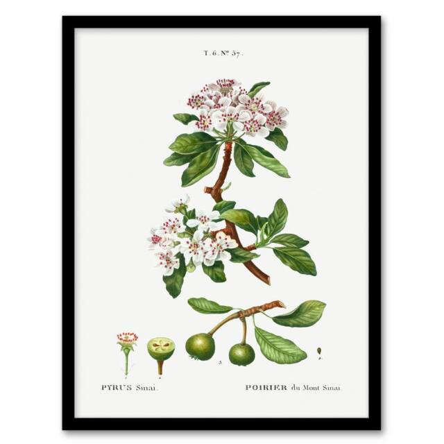 Artery8 Pierre Joseph Redoute Framed Wall Art Print Almond Leaved Pear Tree in White - Size: A4 - image 1