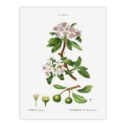 Artery8 Pierre Joseph Redoute Framed Wall Art Print Almond Leaved Pear Tree in White - Size: A4 - thumbnail 3
