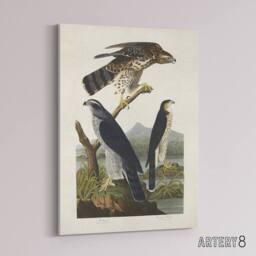 "Artery8 Goshawk & Stanley Hawk Audubon Nature Canvas Wall Art in White - Size: W18"" x H24""" - thumbnail 2
