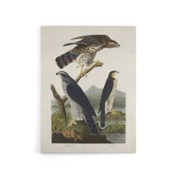 "Artery8 Goshawk & Stanley Hawk Audubon Nature Canvas Wall Art in White - Size: W18"" x H24""" - thumbnail 1