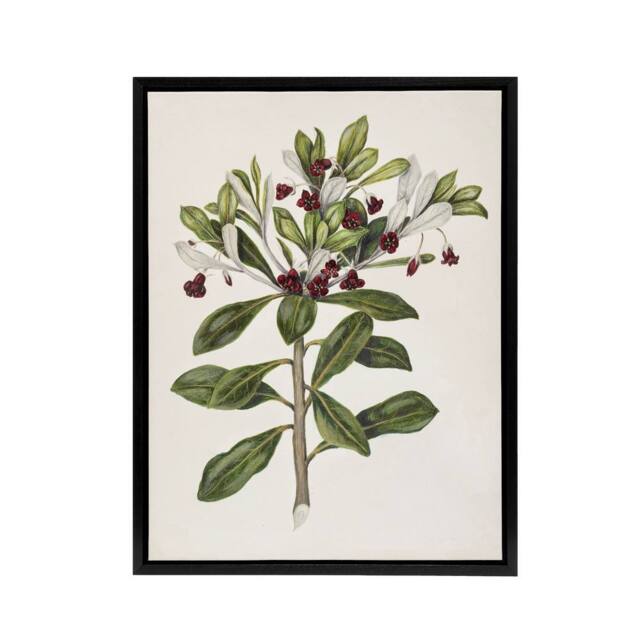 "Artery8 New Zealand Kohuhu & Karo Plant Featon Framed Canvas Wall Art Print in Beige - Size: W24"" x H32""" - image 1