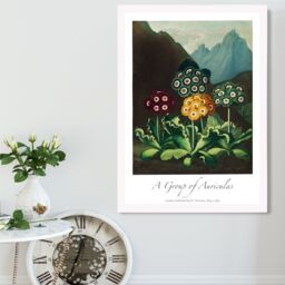 ARTZE Vintage Floral Exhibition - Colourful Auricula Flowers Framed Print SIZE: A4 with White Frame in Red - thumbnail 2