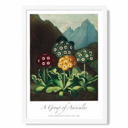 ARTZE Vintage Floral Exhibition - Colourful Auricula Flowers Framed Print SIZE: A4 with White Frame in Red - thumbnail 1