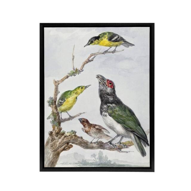 "Artery8 Four Different Birds on a Branch Schouman Framed Canvas Wall Art Print - Size: W12"" x H16""" - image 1