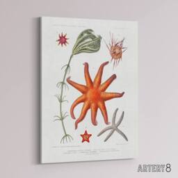 "Artery8 Deep Sea Starfish Marine Life Albert I Canvas Wall Art Print in White - Size: W12"" x H16""" - thumbnail 2