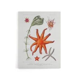 "Artery8 Deep Sea Starfish Marine Life Albert I Canvas Wall Art Print in White - Size: W12"" x H16""" - thumbnail 1