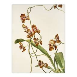 "Artery8 Frederick Sander Oncidium Superbiens Orchid Flowers Wall Art Print - Size: W12"" x H16""" - thumbnail 1