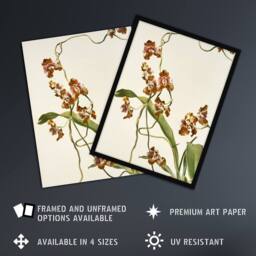 "Artery8 Frederick Sander Oncidium Superbiens Orchid Flowers Wall Art Print - Size: W12"" x H16""" - thumbnail 2