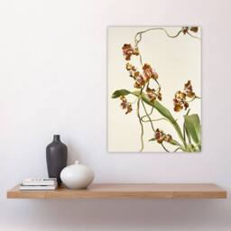 "Artery8 Frederick Sander Oncidium Superbiens Orchid Flowers Wall Art Print - Size: W12"" x H16""" - thumbnail 4