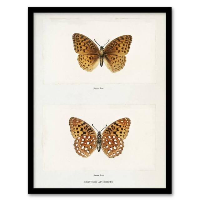 Artery8 Aphrodite Fritillary Butterfly Denton Framed Wall Art Print in White - Size: A4 - image 1