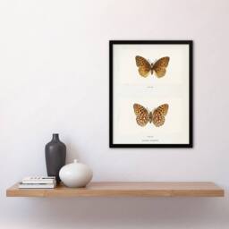 Artery8 Aphrodite Fritillary Butterfly Denton Framed Wall Art Print in White - Size: A4 - thumbnail 4