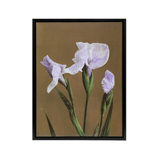 "Artery8 Japanese Water Iris Flowers Framed Canvas Wall Art Print Ogawa Kazumasa in Brown - Size: W12"" x H16""" - image 1