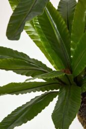 Homescapes Artificial Bird's Nest Fern in Pot, 120 cm Tall in Green - thumbnail 4
