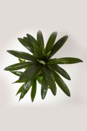 Homescapes Artificial Bird's Nest Fern in Pot, 120 cm Tall in Green - thumbnail 2