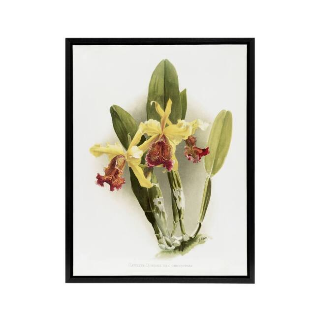 "Artery8 F Sander Cattleya Dowiana Var Chrysotoxum Orchid Framed Canvas Art in White - Size: W12"" x H16""" - image 1