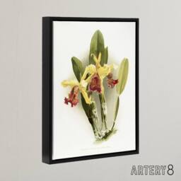 "Artery8 F Sander Cattleya Dowiana Var Chrysotoxum Orchid Framed Canvas Art in White - Size: W12"" x H16""" - thumbnail 2