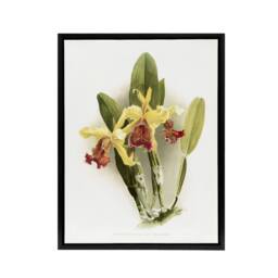 "Artery8 F Sander Cattleya Dowiana Var Chrysotoxum Orchid Framed Canvas Art in White - Size: W12"" x H16""" - thumbnail 1