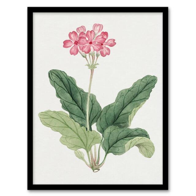 Artery8 Sakura Flower Framed Wall Art Print Vintage Japanese Botanical in Pink - Size: A4 - image 1