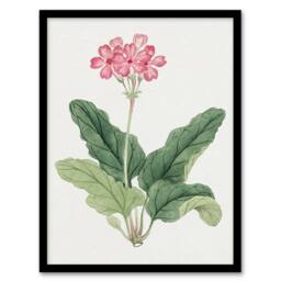 Artery8 Sakura Flower Framed Wall Art Print Vintage Japanese Botanical in Pink - Size: A4 - thumbnail 1